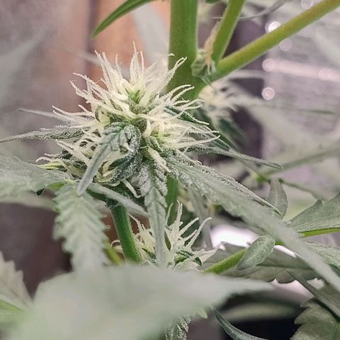 Diabo rojo growlog timeline photo