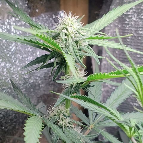 Diabo rojo growlog timeline photo