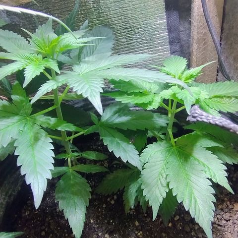 Purple lemonade#2 growlog timeline photo