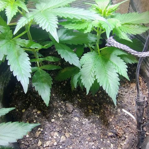 Purple lemonade#2 growlog timeline photo