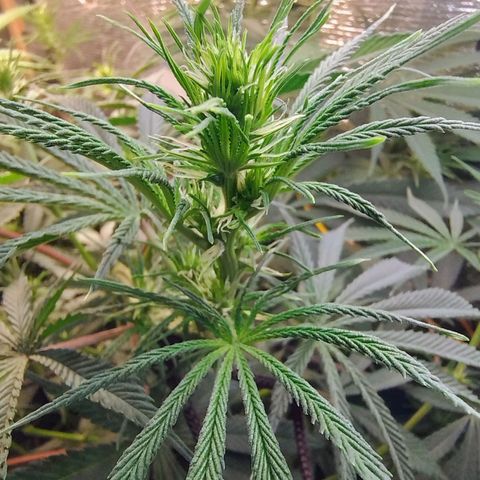 #skunk1 growlog timeline photo