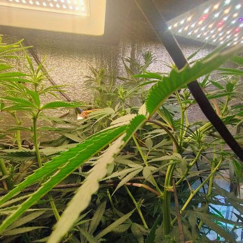 #skunk1 growlog timeline photo