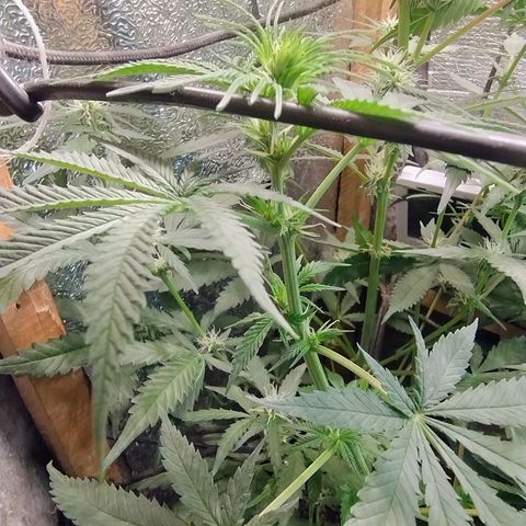 #skunk1 growlog timeline photo