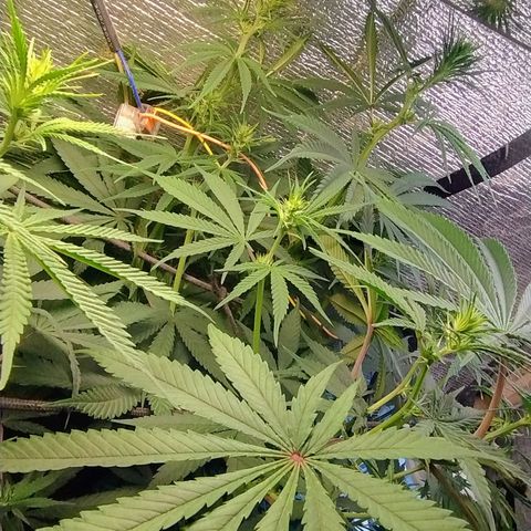 #skunk1 growlog timeline photo