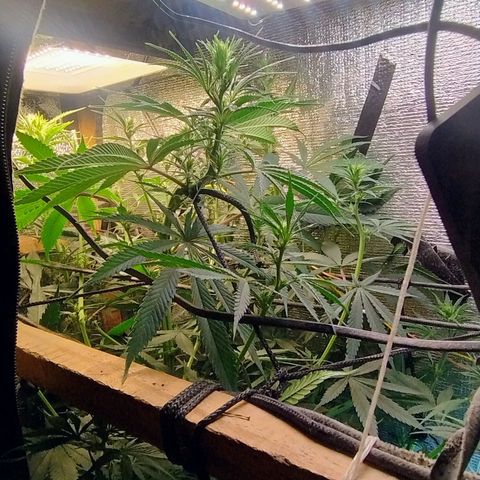 #skunk1 growlog timeline photo