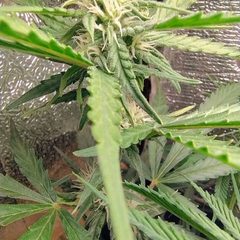 Diabo rojo growlog timeline photo