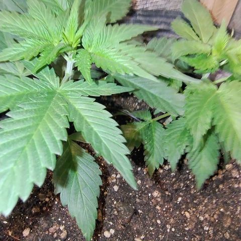 Purple lemonade#2 growlog timeline photo