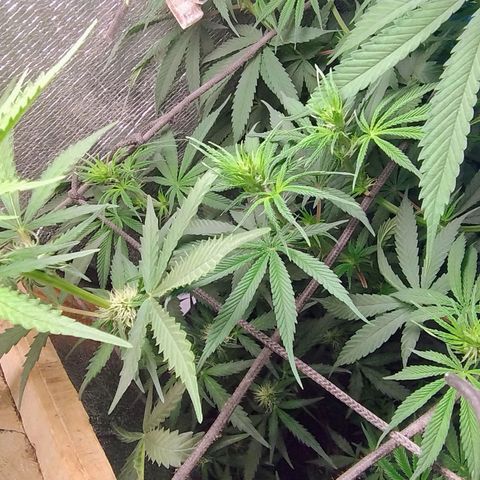 Diabo rojo growlog timeline photo