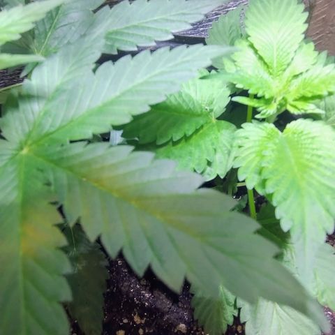 Purple lemonade#2 growlog timeline photo