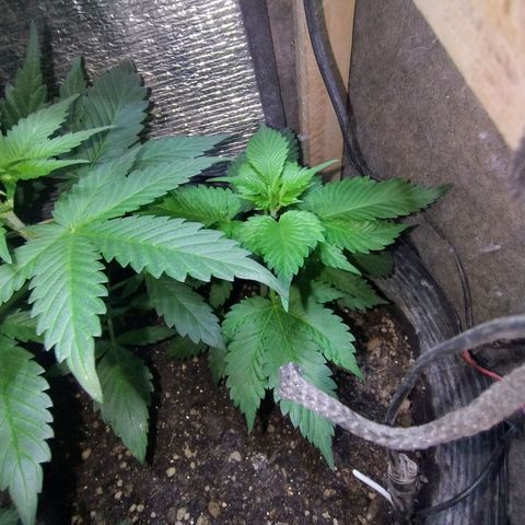 Purple lemonade#2 growlog timeline photo
