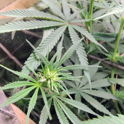 #skunk1 growlog timeline photo