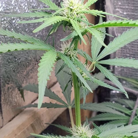 Diabo rojo growlog timeline photo