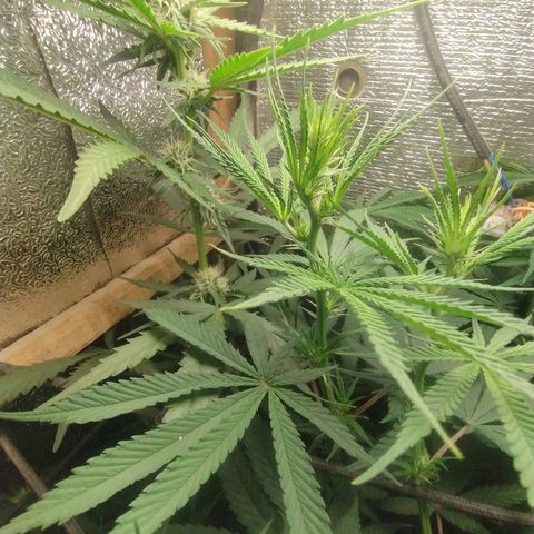 #skunk1 growlog timeline photo