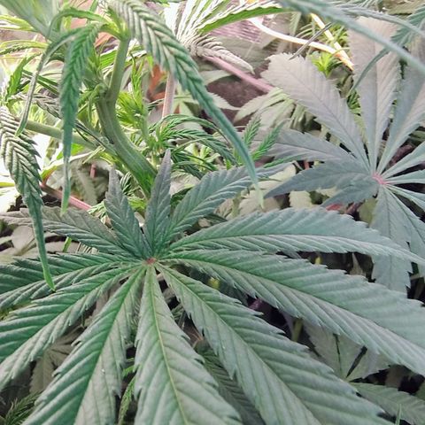 #skunk1 growlog timeline photo