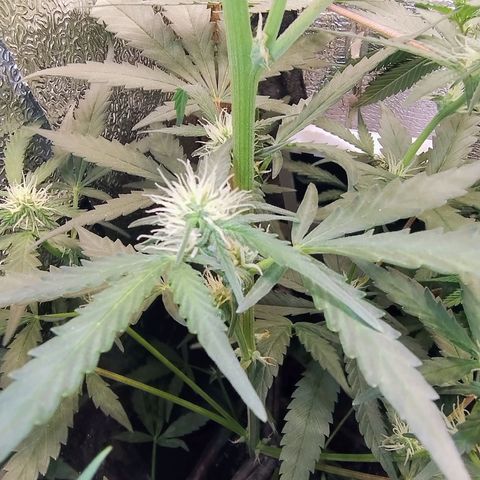 Diabo rojo growlog timeline photo