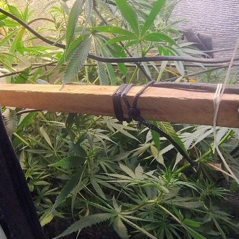 #skunk1 growlog timeline photo