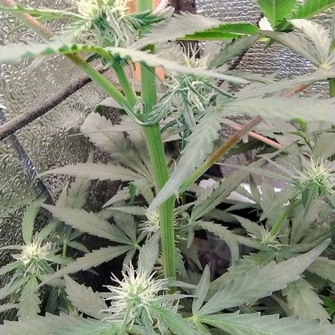 Diabo rojo growlog timeline photo
