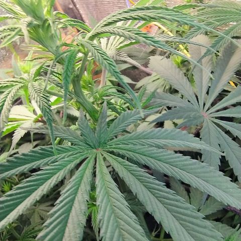 #skunk1 growlog timeline photo