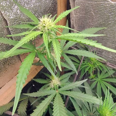 Diabo rojo growlog timeline photo