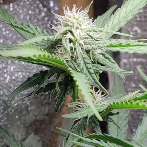 Diabo rojo growlog timeline photo