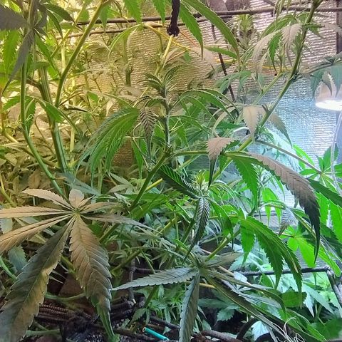 #skunk1 growlog timeline photo