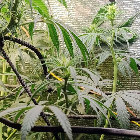 #skunk1 growlog timeline photo