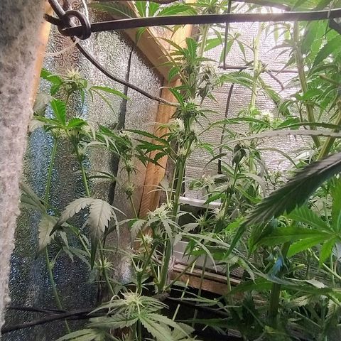 Diabo rojo growlog timeline photo