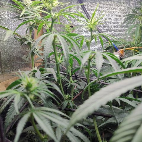 #skunk1 growlog timeline photo