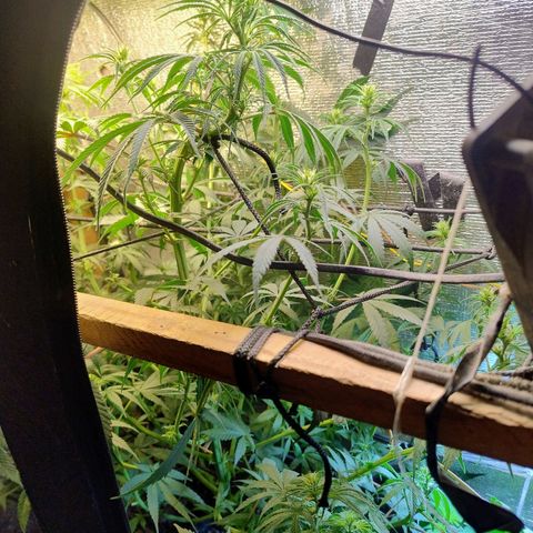 #skunk1 growlog timeline photo