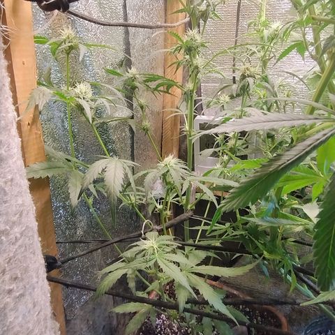 Diabo rojo growlog timeline photo