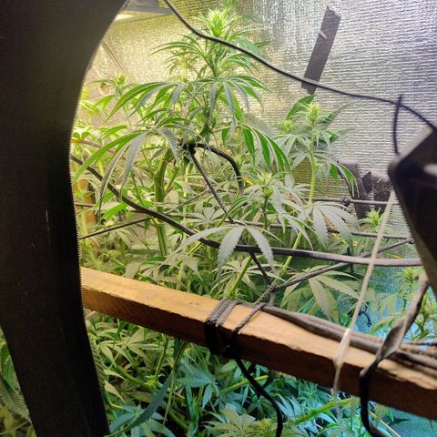 #skunk1 growlog timeline photo