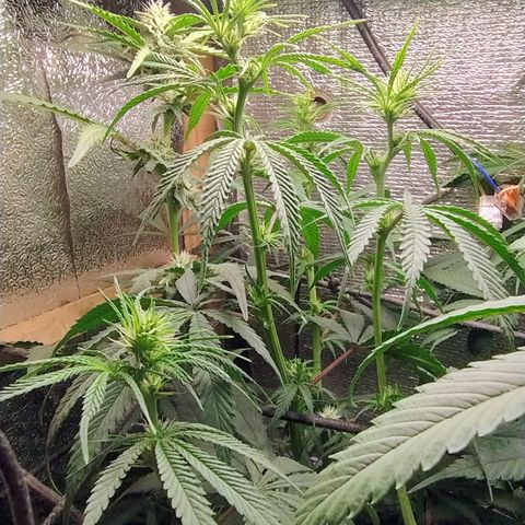 #skunk1 growlog timeline photo