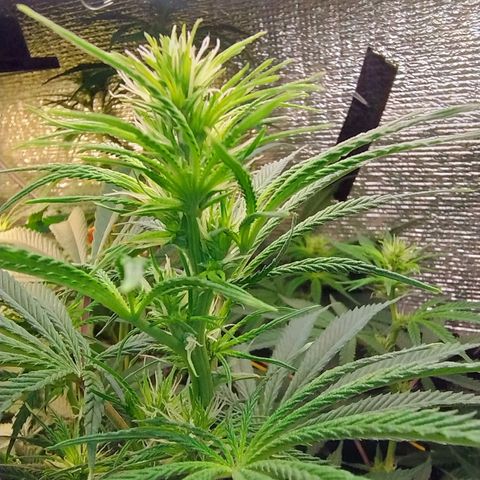 #skunk1 growlog timeline photo