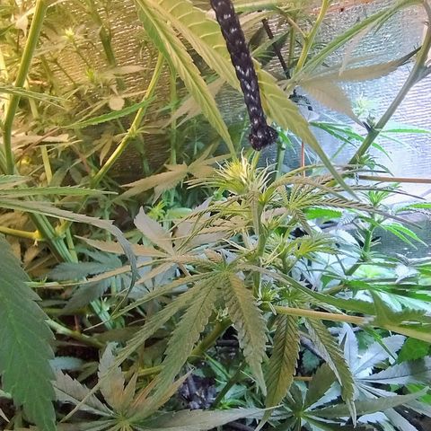 #skunk1 growlog timeline photo