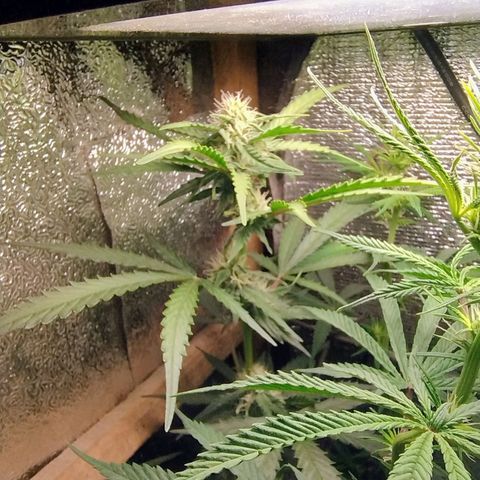 Diabo rojo growlog timeline photo