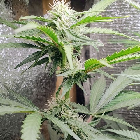 Diabo rojo growlog timeline photo