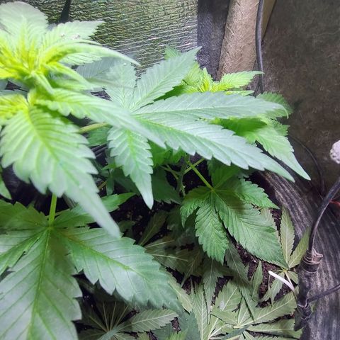 Purple lemonade growlog timeline photo
