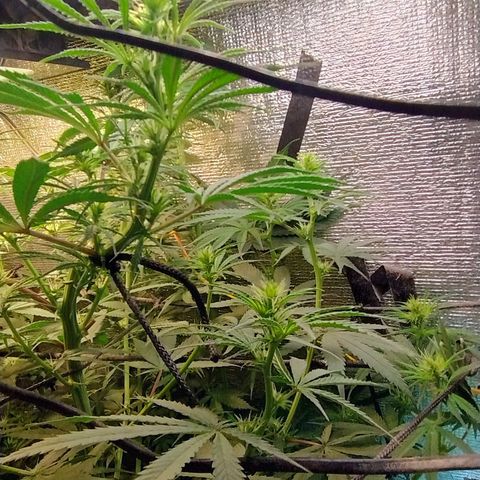 #skunk1 growlog timeline photo