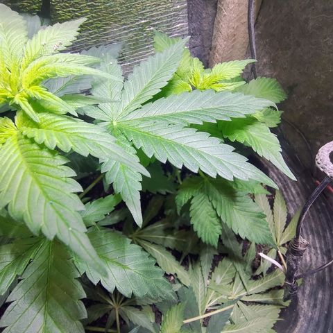 Purple lemonade#2 growlog timeline photo
