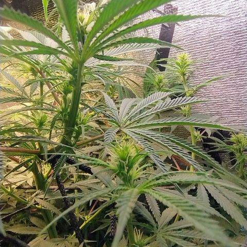 #skunk1 growlog timeline photo