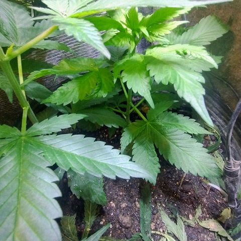 Purple lemonade#2 growlog timeline photo
