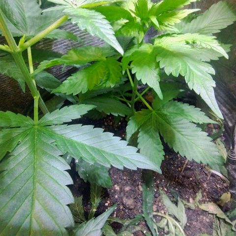 Purple lemonade#2 growlog timeline photo