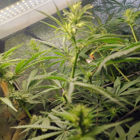 #skunk1 growlog timeline photo