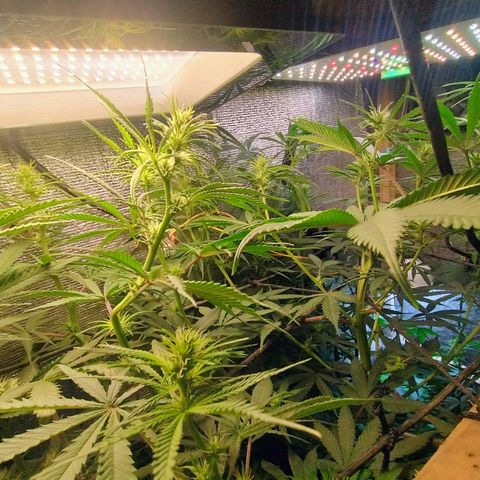 #skunk1 growlog timeline photo