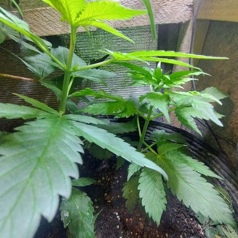 Purple lemonade#2 growlog timeline photo