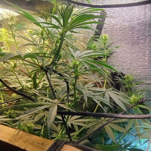 #skunk1 growlog timeline photo