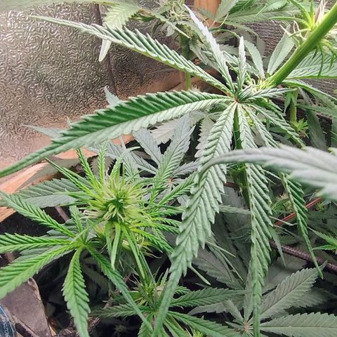#skunk1 growlog timeline photo