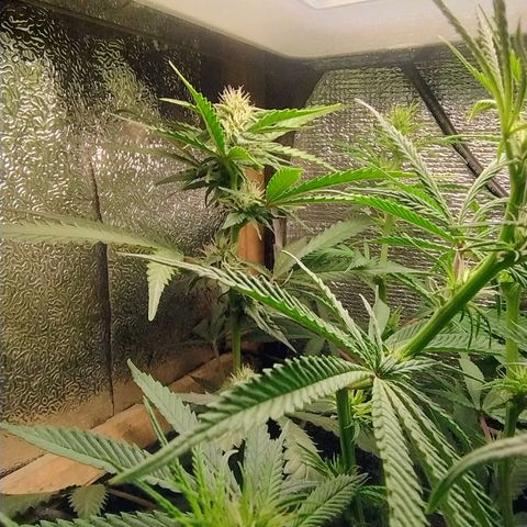 Diabo rojo growlog timeline photo