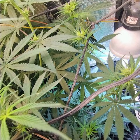 #skunk1 growlog timeline photo
