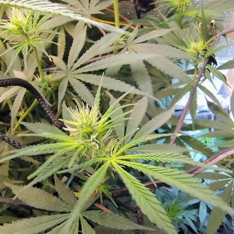 #skunk1 growlog timeline photo